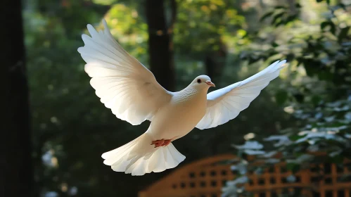 Dove Flying Freely: Serenity Moment