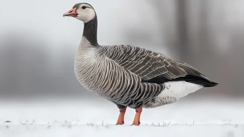 Graceful Goose in Snow