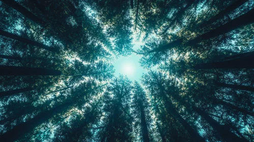 Looking Up at the Towering Trees in a Forest