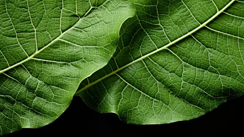 Green Academia: A Close-up of Two Leaves Against a Black Background