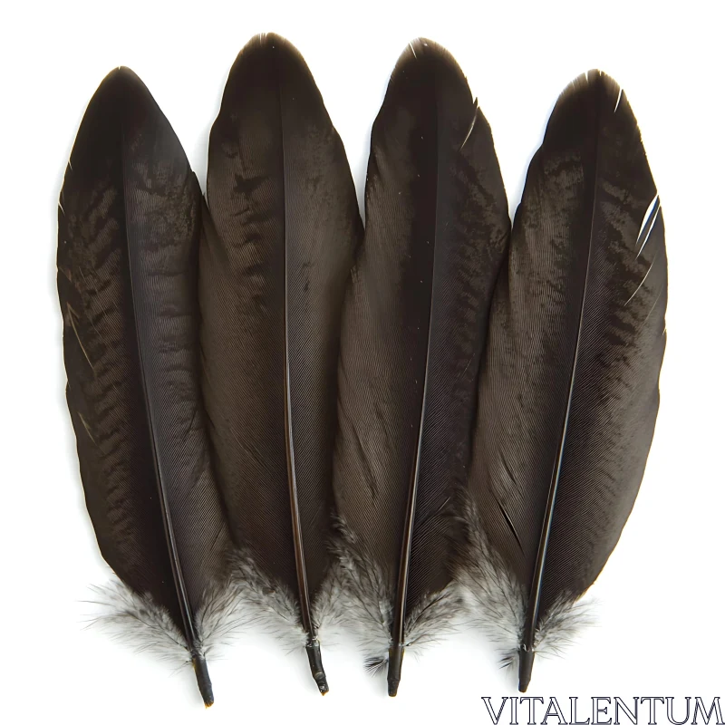 Four Dark Feathers Isolated on White AI Image