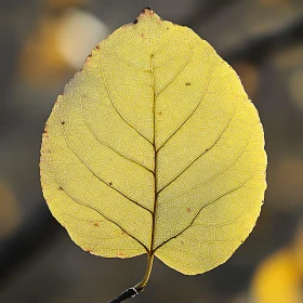 Detailed Yellow Leaf Veins Macro Photography