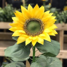 Radiant Sunflower Close-Up