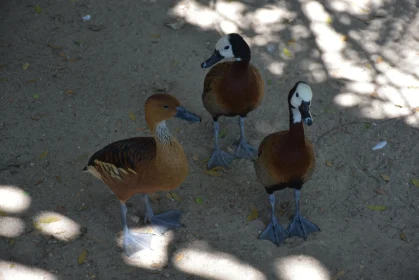 Trio of Ducks in Natural Habitat