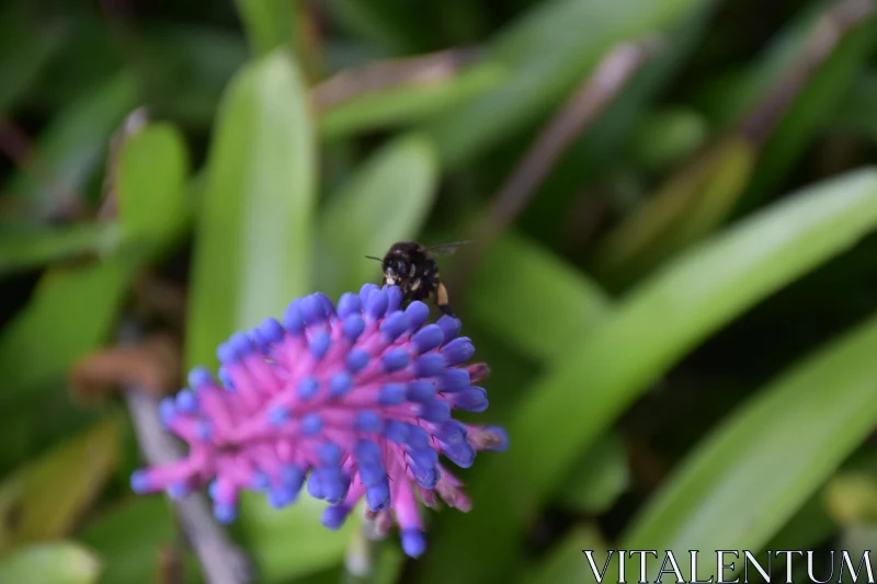 PHOTO Macro Shot of Bee on Pink and Purple Flower