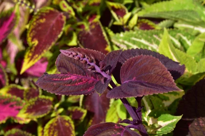 Colorful Coleus Leaves in Nature