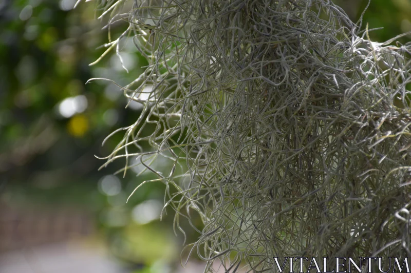 PHOTO Sunlit Spanish Moss Close-Up