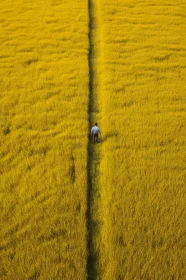 Path Through Yellow Field