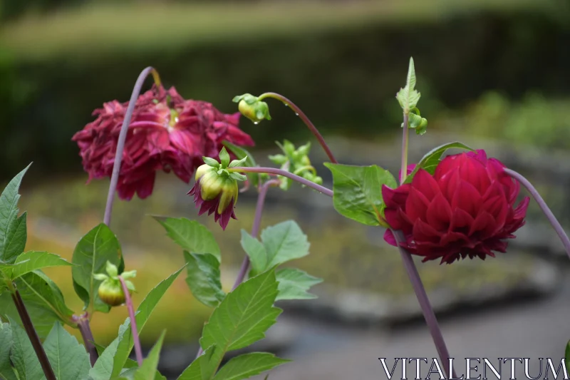 Garden Dahlias Showcase Free Stock Photo