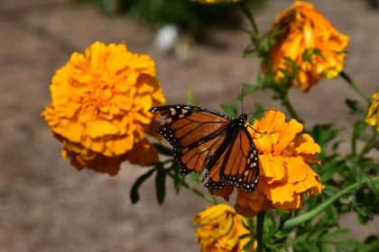 Monarch and Marigold Harmony