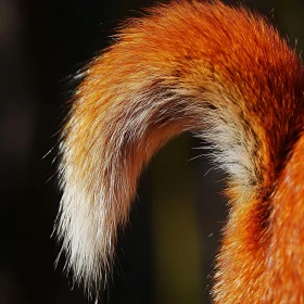 Fox Tail Details