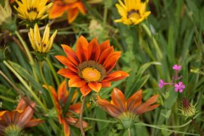 Colorful Garden Gazania Flowers