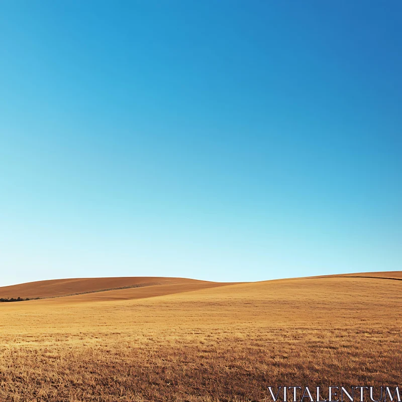 Vast Golden Field Under Clear Blue Sky AI Image