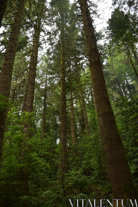 Peaceful Woodland Atmosphere Free Stock Photo