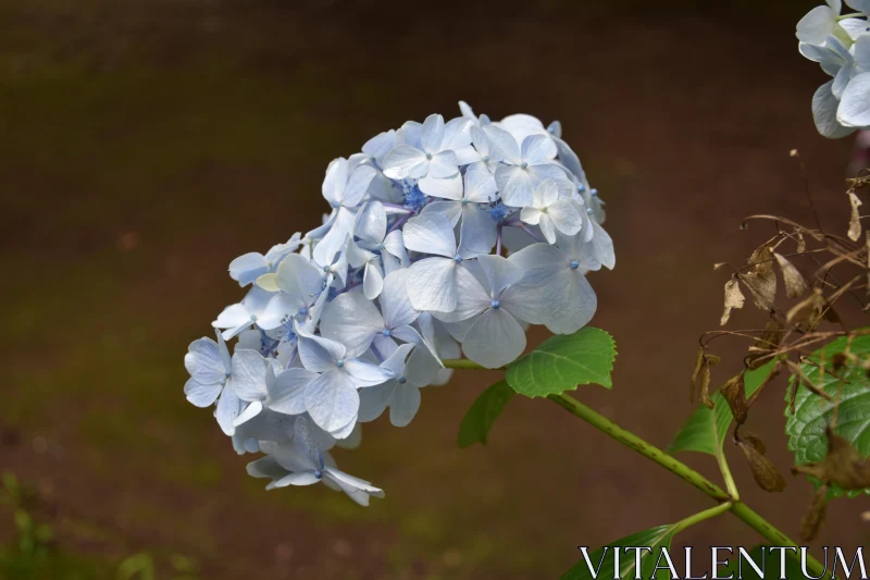 PHOTO Elegance of Blue Hydrangeas