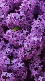 Close-Up View of Delicate Purple Flowers