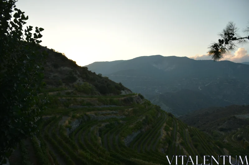 PHOTO Sunlit Terraced Landscape