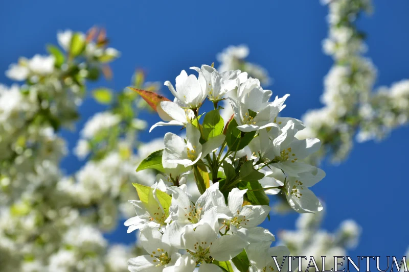 Spring's White Blossom Beauty Free Stock Photo