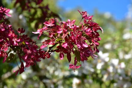 Spring Bloom of Pink Blossoms