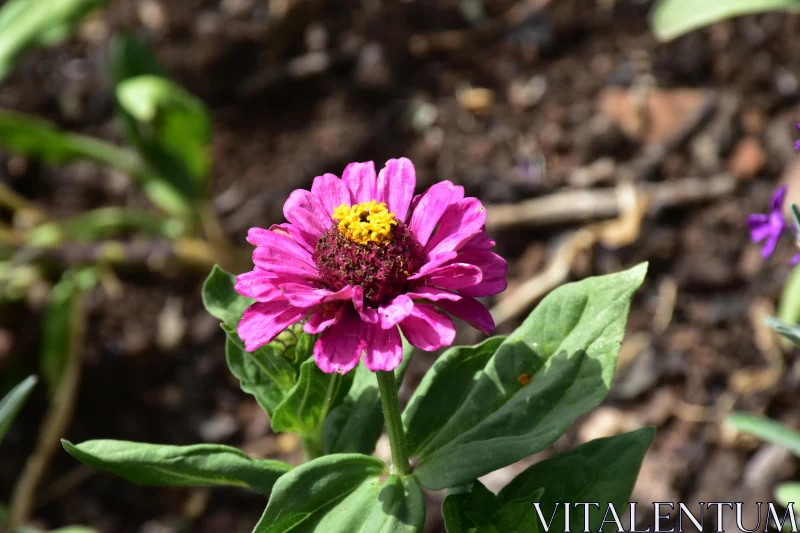 Pink Zinnia in Garden Free Stock Photo