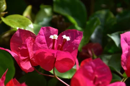 Bougainvillea Flower Close-Up Free Stock Photo