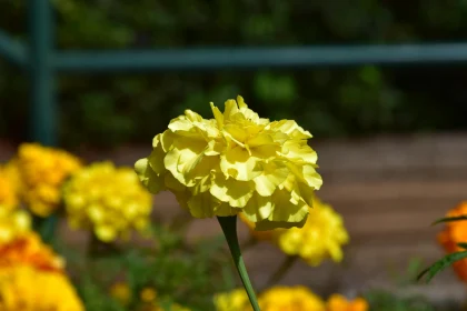 Golden Marigold Close-Up