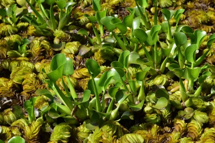 Thriving Greenery in Dense Foliage