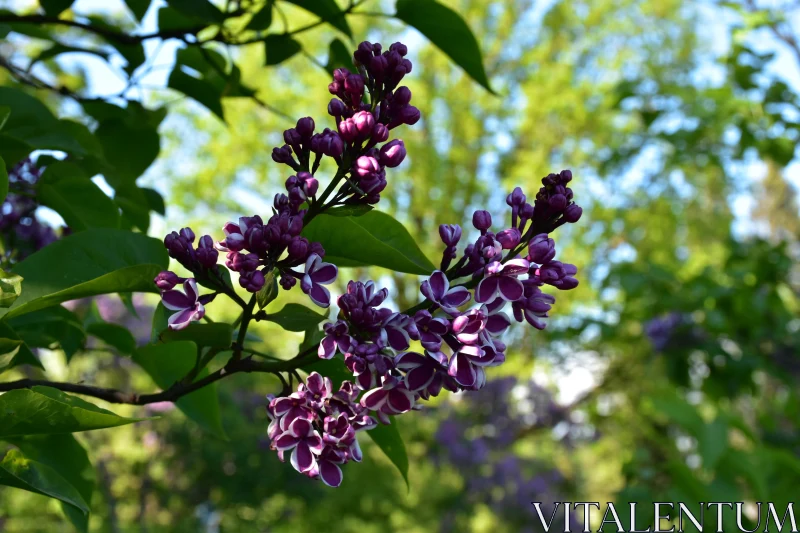 Lilac Blooms Close-up Free Stock Photo