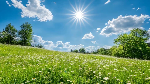 Lush Meadow of Daisies in Sunlight