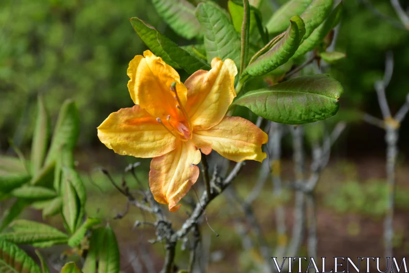 Azalea Flower Close-Up Free Stock Photo