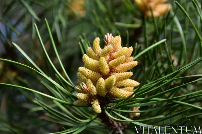 Pine Cone and Needles Free Stock Photo