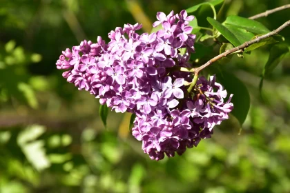 Serene Lilac Flower Cluster