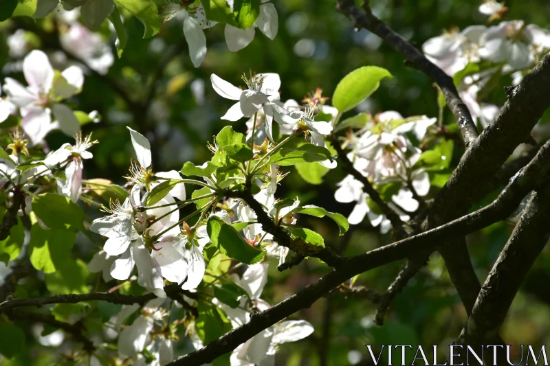 Springtime White Blossoms in Sun Free Stock Photo