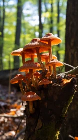 Bright Orange Mushrooms in Forest Setting: A Study in Transience