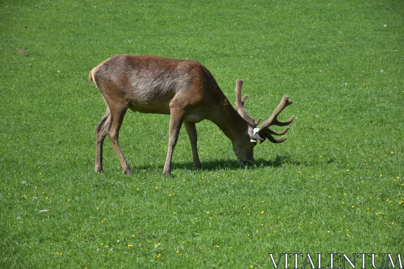 PHOTO Deer with Antlers in Green Meadow