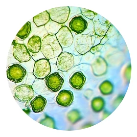 Detailed Microscopic Plant Cell Structure