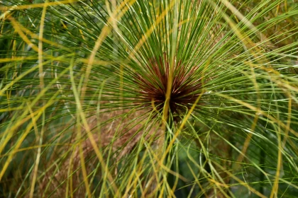 Detailed View of Radiating Green Foliage