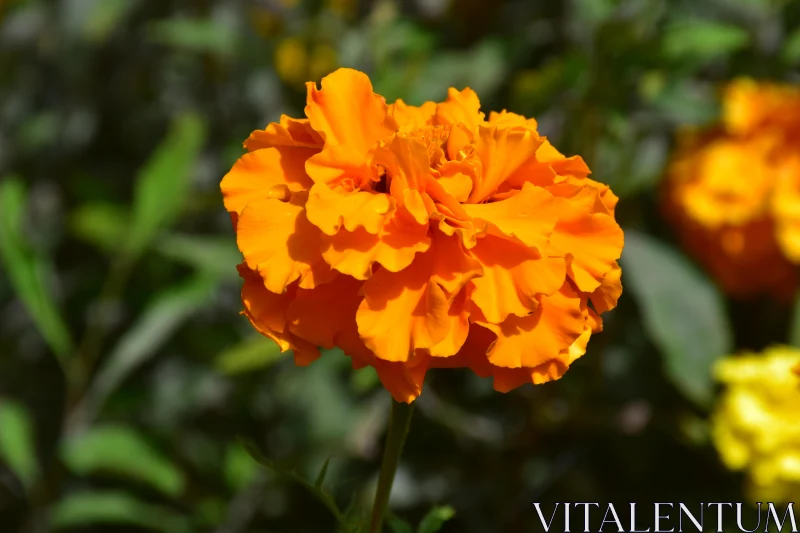 Bright Orange Marigold Flower Free Stock Photo