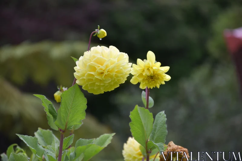 PHOTO Vibrant Yellow Dahlia Flower