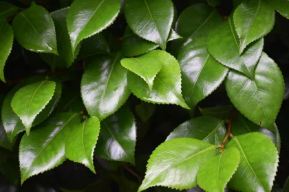 Vibrant Green Foliage Close-Up