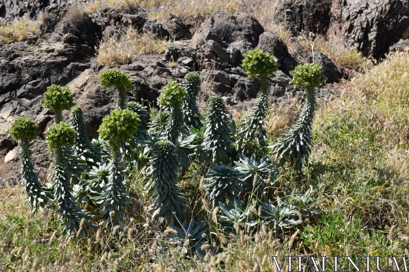 Succulent Life Among Rocks Free Stock Photo