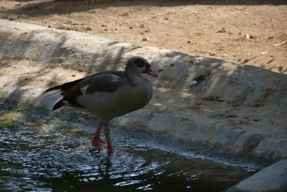 Graceful Waterfowl at the Pond