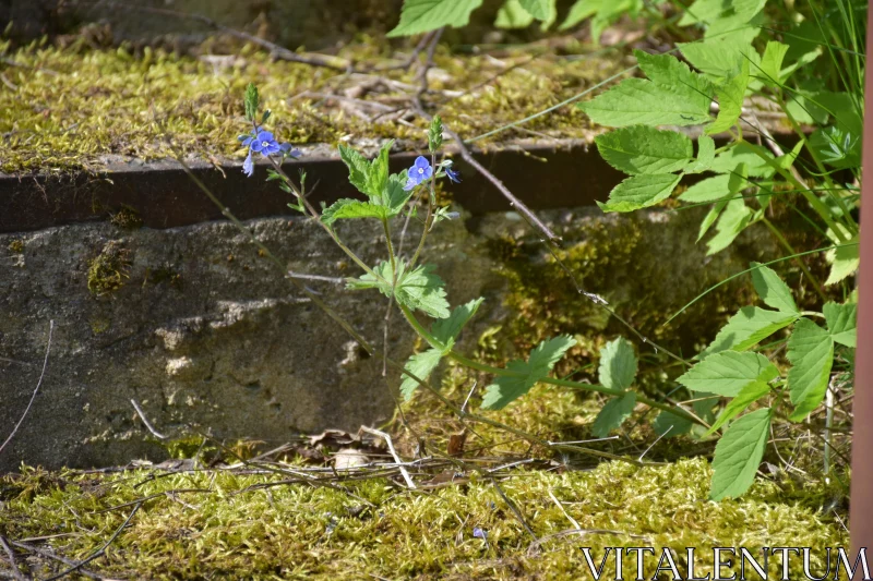 Natural Harmony with Moss and Wildflower Free Stock Photo