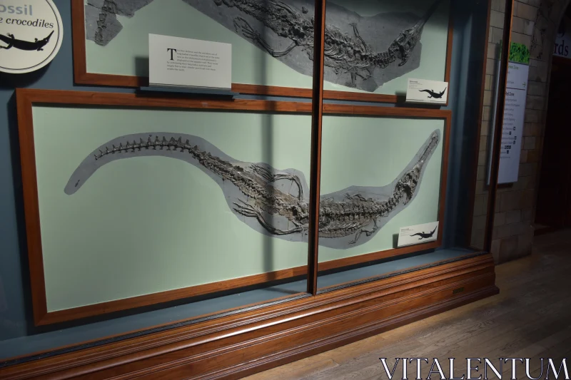 Fossil Display in Museum Free Stock Photo