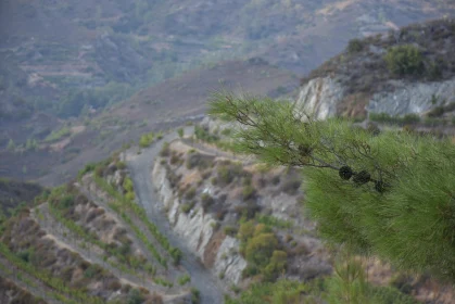 Rugged Landscape and Pine Foliage