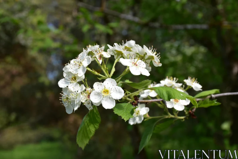 Elegant White Flower Blossoms Free Stock Photo