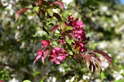 Pink Blossoms in Sun