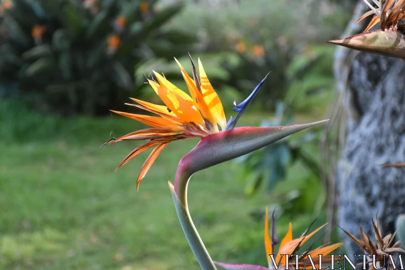 Striking Bird of Paradise Flower Free Stock Photo