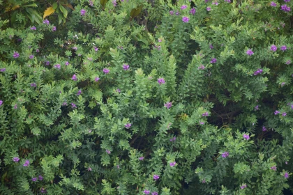 Purple Flowers on Dense Green Bush