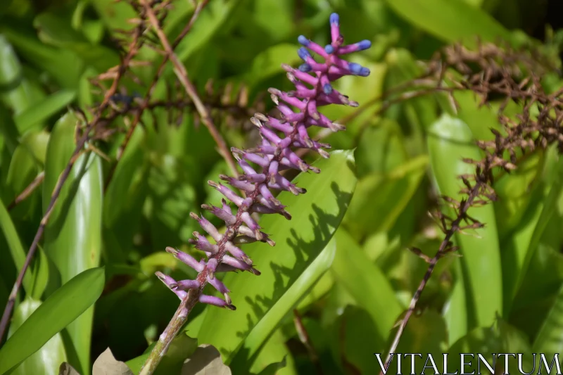 Exotic Purple and Blue Budded Flower Free Stock Photo